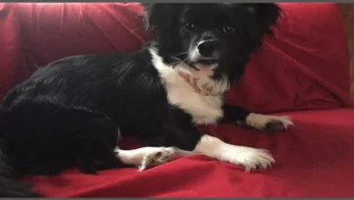 Mulher Atribui ao Corajoso Chihuahua a Razão dela ter Sobrevivido a um Ataque de Urso