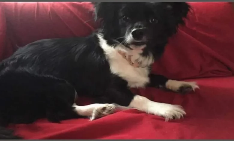 Mulher Atribui ao Corajoso Chihuahua a Razão dela ter Sobrevivido a um Ataque de Urso Mulher Atribui ao Corajoso Chihuahua a Razão dela ter Sobrevivido a um Ataque de Urso