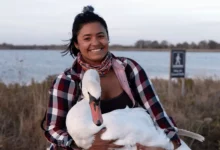 Observadora de Aves Vê Cisne Doente em NYC E o Embala Para Jornada de 37 km Através da Cidade Para Salvar Sua Vida