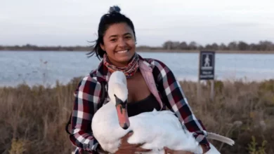 Observadora de Aves Vê Cisne Doente em NYC E o Embala Para Jornada de 37 km Através da Cidade Para Salvar Sua Vida