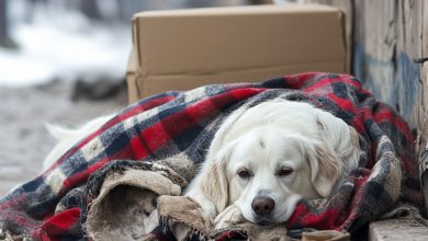 Abandonado, ele tremia de frio, mas ainda assim acreditava nas pessoas, acreditava que alguém o levaria