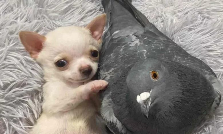 Pombo Que Não Pode Voar Cria Laço Inseparável Com Adorável Chihuahua Que Não Consegue Andar Pombo Que Não Pode Voar Cria Laço Inseparável Com Adorável Chihuahua Que Não Consegue Andar