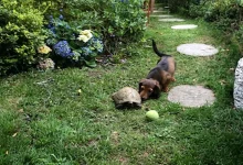 Assista ao Dachshund da Família e à Rápida Tartaruga Jogando Futebol Juntos