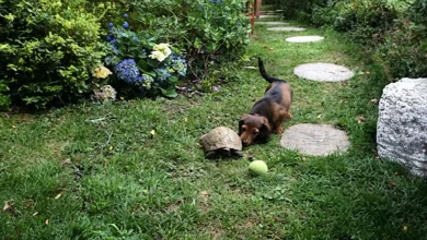 Assista ao Dachshund da Família e à Rápida Tartaruga Jogando Futebol Juntos