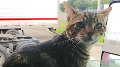 Caminhoneiro Desesperado Se Reencontra Milagrosamente com seu Gato Co-piloto Após Publicar Foto em Fórum Online Obscuro
