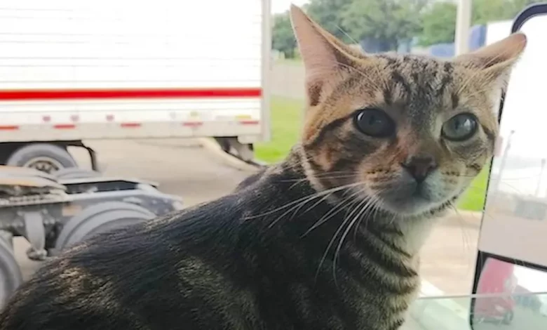 Caminhoneiro Desesperado Se Reencontra Milagrosamente com seu Gato Co-piloto Após Publicar Foto em Fórum Online Obscuro Caminhoneiro Desesperado Se Reencontra Milagrosamente com seu Gato Co-piloto Após Publicar Foto em Fórum Online Obscuro