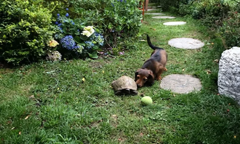 Assista ao Dachshund da Família e à Rápida Tartaruga Jogando Futebol Juntos Assista ao Dachshund da Família e à Rápida Tartaruga Jogando Futebol Juntos