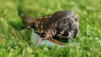 Lagarto Gigante Reúne Dinheiro Para Ajuda Contra Incêndios Florestais Pintando Obras de Arte Enormes Com Suas Garras