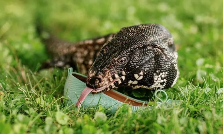 Lagarto Gigante Reúne Dinheiro Para Ajuda Contra Incêndios Florestais Pintando Obras de Arte Enormes Com Suas Garras Lagarto Gigante Reúne Dinheiro Para Ajuda Contra Incêndios Florestais Pintando Obras de Arte Enormes Com Suas Garras
