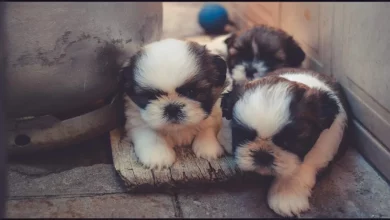 Monge Chinês Dedica Sua Vida a Resgatar 8.000 Cães – Ele Encontra Novos Lares para Eles ao Redor do Mundo