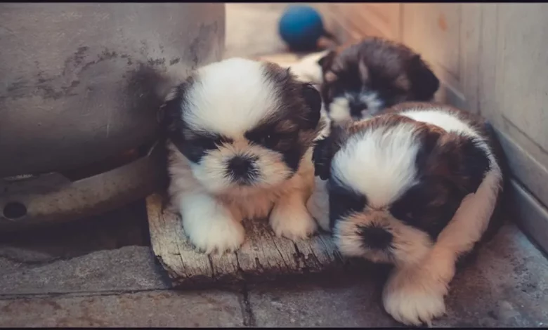 Monge Chinês Dedica Sua Vida a Resgatar 8.000 Cães – Ele Encontra Novos Lares para Eles ao Redor do Mundo Monge Chinês Dedica Sua Vida a Resgatar 8.000 Cães – Ele Encontra Novos Lares para Eles ao Redor do Mundo