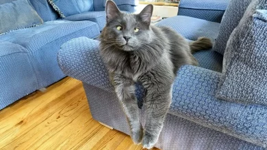 A Encantadora Expressão do Gato Vesgo Ajudou a Arrecadar Milhares de Dólares para Instituições de Caridade Animal