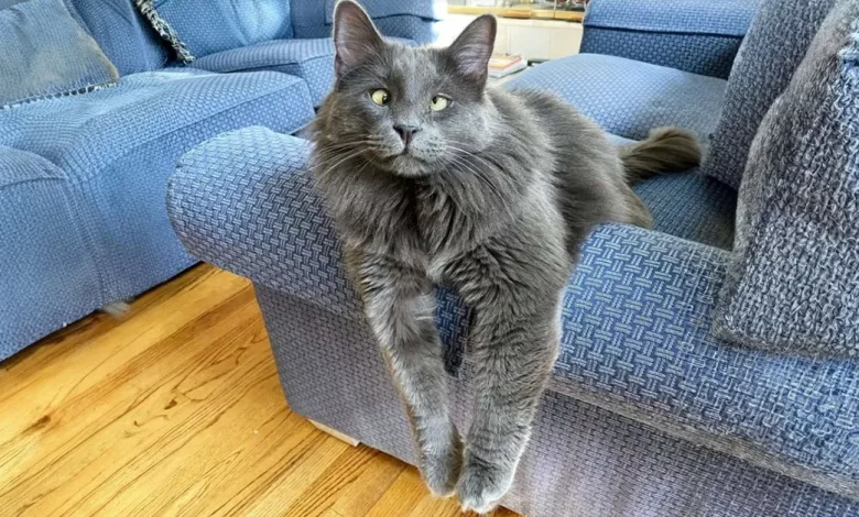 A Encantadora Expressão do Gato Vesgo Ajudou a Arrecadar Milhares de Dólares para Instituições de Caridade Animal A Encantadora Expressão do Gato Vesgo Ajudou a Arrecadar Milhares de Dólares para Instituições de Caridade Animal