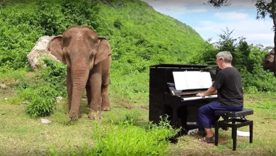Quando Concertos se Tornaram Sem Sentido, Pianista Encontra Realização Tocando Música para Elefantes Cegos