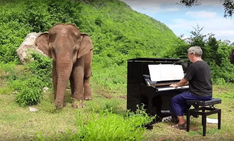 Quando Concertos se Tornaram Sem Sentido, Pianista Encontra Realização Tocando Música para Elefantes Cegos Quando Concertos se Tornaram Sem Sentido, Pianista Encontra Realização Tocando Música para Elefantes Cegos