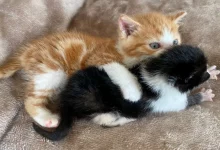 Um Gatinho Chamado Lennon Resgatado na John Lennon Drive Agora Faz o Papel de Irmão Mais Velho para Outro Gatinho de Rua – Ringo