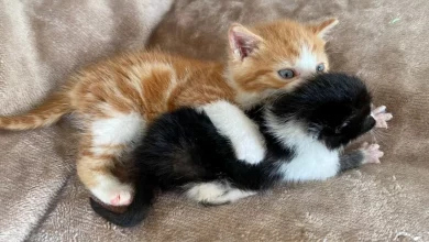 Um Gatinho Chamado Lennon Resgatado na John Lennon Drive Agora Faz o Papel de Irmão Mais Velho para Outro Gatinho de Rua – Ringo