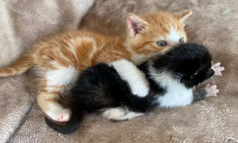 Um Gatinho Chamado Lennon Resgatado na John Lennon Drive Agora Faz o Papel de Irmão Mais Velho para Outro Gatinho de Rua – Ringo Um Gatinho Chamado Lennon Resgatado na John Lennon Drive Agora Faz o Papel de Irmão Mais Velho para Outro Gatinho de Rua – Ringo