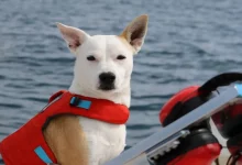Cão Resgatado Ajuda a Salvar Baleias Ameaçadas ao Farejar Suas Fezes como um Cão de Conservação