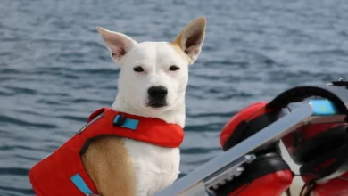 Cão Resgatado Ajuda a Salvar Baleias Ameaçadas ao Farejar Suas Fezes como um Cão de Conservação