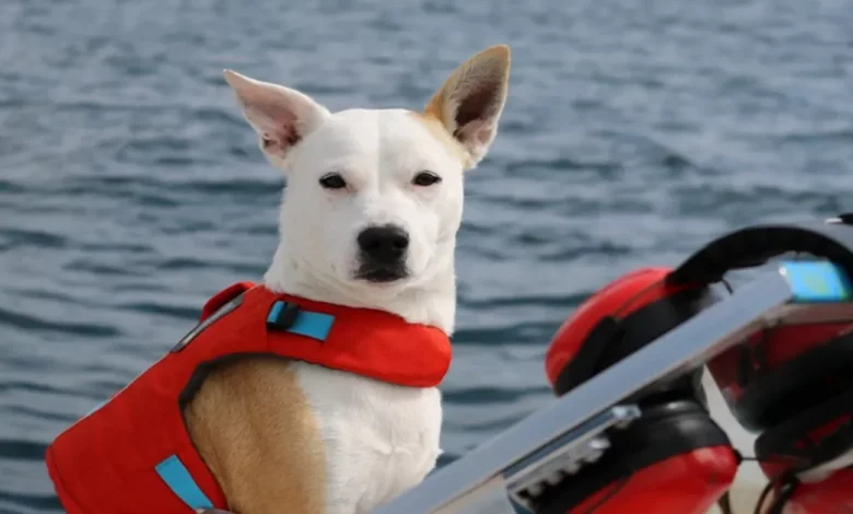 Cão Resgatado Ajuda a Salvar Baleias Ameaçadas ao Farejar Suas Fezes como um Cão de Conservação Cão Resgatado Ajuda a Salvar Baleias Ameaçadas ao Farejar Suas Fezes como um Cão de Conservação