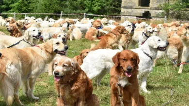 361 Golden Retrievers se Encontraram na Escócia para Celebrar o Aniversário da Raça