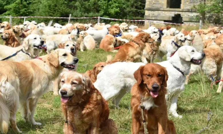 361 Golden Retrievers se Encontraram na Escócia para Celebrar o Aniversário da Raça 361 Golden Retrievers se Encontraram na Escócia para Celebrar o Aniversário da Raça