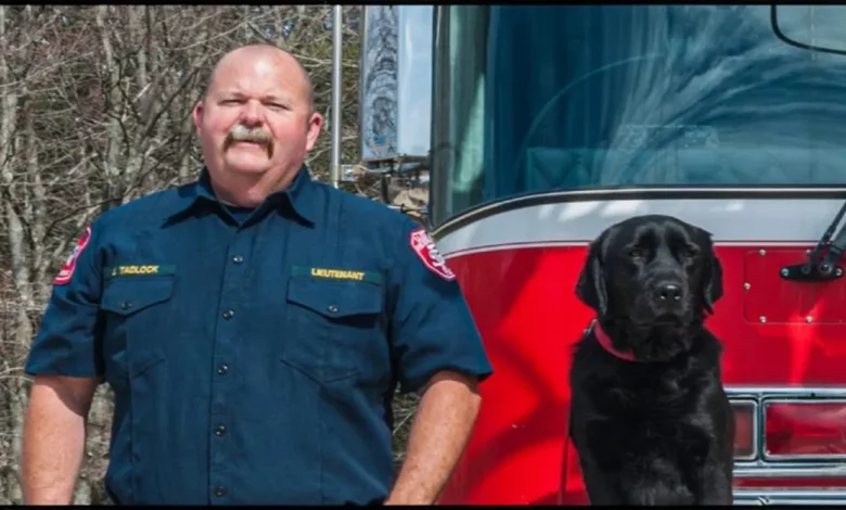 Sheldon, o Cão que Não Passou no Treinamento de Animais de Serviço, Mas se Tornou um Especialista em Farejar Incêndios Criminosos Sheldon, o Cão que Não Passou no Treinamento de Animais de Serviço, Mas se Tornou um Especialista em Farejar Incêndios Criminosos