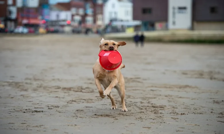 Labrador Retriever Ajuda Sua Dona a Recolher Centenas de Quilos de Lixo da Praia Desde Filhote Labrador Retriever Ajuda Sua Dona a Recolher Centenas de Quilos de Lixo da Praia Desde Filhote