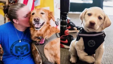 Quando Cachorro Salva Dono de Suicídio, Veterana do Exército Inicia Corrente de ‘Pata’ à Frente