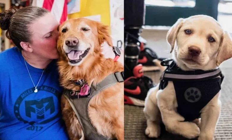 Quando Cachorro Salva Dono de Suicídio, Veterana do Exército Inicia Corrente de ‘Pata’ à Frente Quando Cachorro Salva Dono de Suicídio, Veterana do Exército Inicia Corrente de ‘Pata’ à Frente
