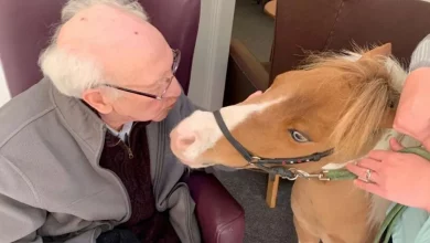 Residentes de Casa de Repouso com Demência Desfrutam de Um Visitante Muito Especial Quando as Visitas São Restritas – um Cavalo Miniatura