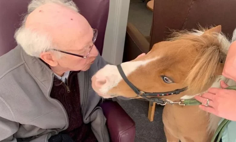 Residentes de Casa de Repouso com Demência Desfrutam de Um Visitante Muito Especial Quando as Visitas São Restritas – um Cavalo Miniatura Residentes de Casa de Repouso com Demência Desfrutam de Um Visitante Muito Especial Quando as Visitas São Restritas – um Cavalo Miniatura