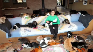 A única coisa louca sobre esta senhora dos gatos é o número de felinos que ela resgatou: 28.000.