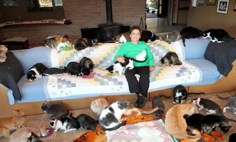 A única coisa louca sobre esta senhora dos gatos é o número de felinos que ela resgatou: 28.000. A única coisa louca sobre esta senhora dos gatos é o número de felinos que ela resgatou: 28.000.