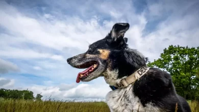 Cão Pastor Surdo Retorna à Sua Tarefa Após Aprender ‘Linguagem de Sinais’