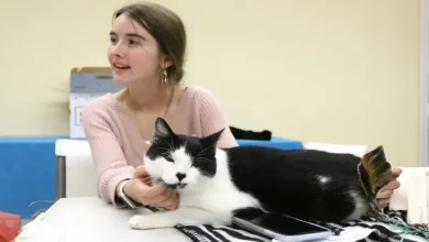 Garota Tinha Apenas Dois Dias de Voluntariado em Abrigo de Animais Quando Se Reuniu Com Gato Perdido da Infância