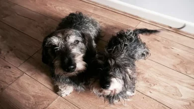 Cinco Dias Após Desaparecer, Cão Finalmente É Encontrado e Resgatado de Buraco de Coelho Subterrâneo