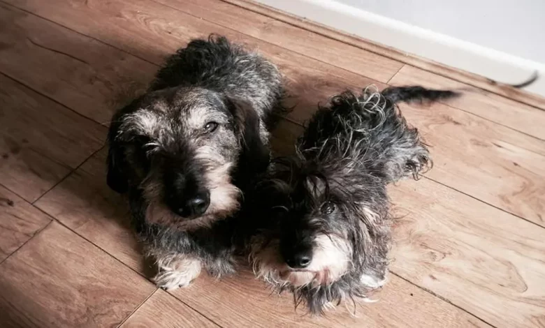 Cinco Dias Após Desaparecer, Cão Finalmente É Encontrado e Resgatado de Buraco de Coelho Subterrâneo Cinco Dias Após Desaparecer, Cão Finalmente É Encontrado e Resgatado de Buraco de Coelho Subterrâneo