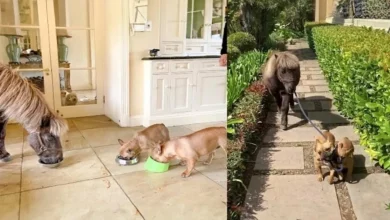Nesta Família, os Cachorros Levam o Cavalo para Passear