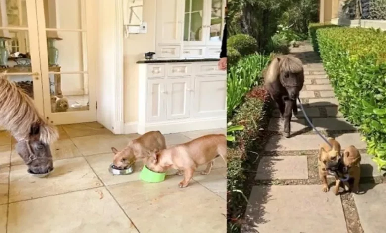 Nesta Família, os Cachorros Levam o Cavalo para Passear Nesta Família, os Cachorros Levam o Cavalo para Passear