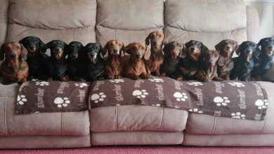 Homem Convence Seus 17 Dachshunds a Vestirem Suéteres de Natal para Posarem para Melhor Foto de Família da História