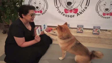 Mulher Usa Quarentena para Ensinar Seu Cão Esperto Matemática e Cores com Cartões Feitos em Casa