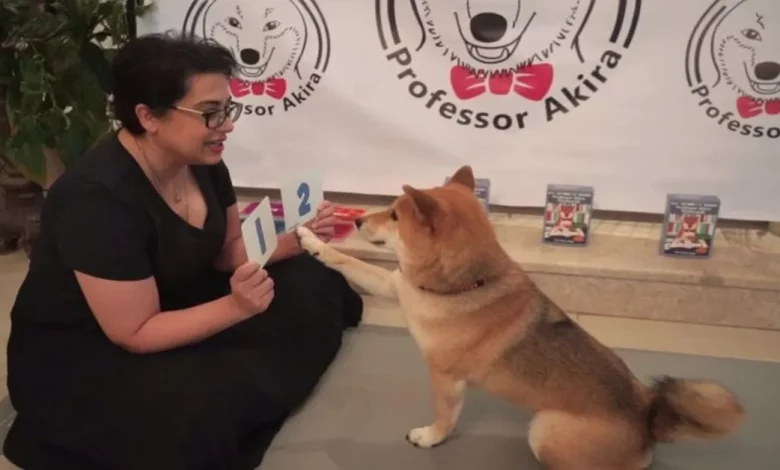 Mulher Usa Quarentena para Ensinar Seu Cão Esperto Matemática e Cores com Cartões Feitos em Casa Mulher Usa Quarentena para Ensinar Seu Cão Esperto Matemática e Cores com Cartões Feitos em Casa