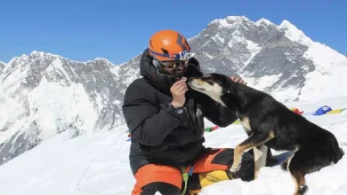 Cachorrinho Perdido no Nepal Segue Escaladores de Montanhas até o Topo em uma Incrível Aventura – Talvez o Recorde Mundial para um Cão