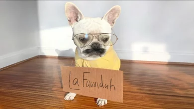 Conheça Toad, o Bulldog Francês que está se vestindo com fantasias de Halloween todos os dias em outubro