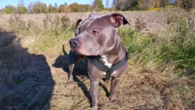 Mulher Tinha Medo do Pit Bull do Vizinho—Até Que Ele Salvou Sua Vida