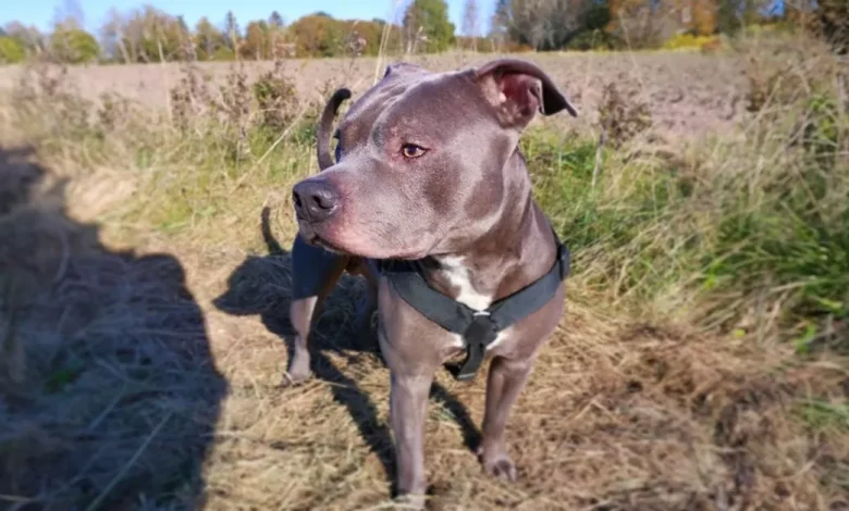 Mulher Tinha Medo do Pit Bull do Vizinho—Até Que Ele Salvou Sua Vida Mulher Tinha Medo do Pit Bull do Vizinho—Até Que Ele Salvou Sua Vida