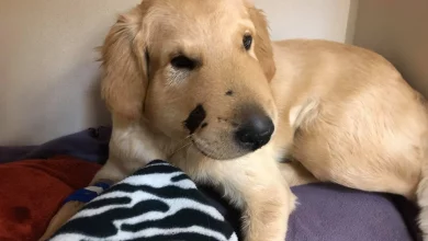 Cachorrinho Heróico Salva Dona Pulando na Frente de Cascavel