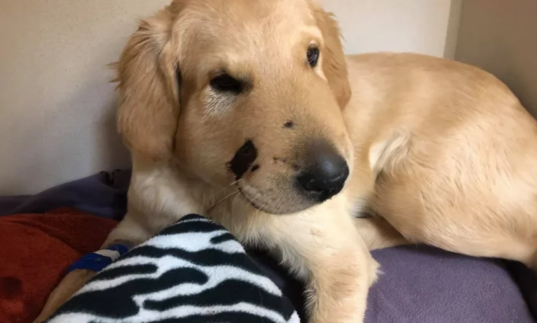 Cachorrinho Heróico Salva Dona Pulando na Frente de Cascavel Cachorrinho Heróico Salva Dona Pulando na Frente de Cascavel